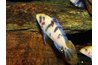 African cichlids are known for their bright colors.