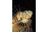 Several different species of lion fish are available in the aquarium hobby.
