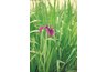Mixing mud with grass, straw, or dried leaves changes the texture.