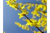 Pre-emergent herbicides should be applied when the forsythia is in bloom.