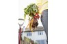 The tops of many root plants will poke out of the ground as they finish growing.