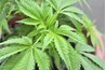 Vitex leaves resemble marijuana leaves.
