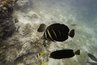 Surgeonfish are also called tangs.