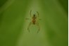 Web-building spiders ambush a host of insects amid willow twigs.