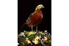 Nature naturally composts all debris as best as she can.