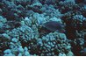 Surgeonfish -- like this unicorn tang -- rarely harm sessile invertebrates.