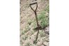 A healthy environment is key to tree crop success.