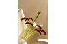 Ringed by stamens, the pistil of this lily thrusts out from the center of the flower.