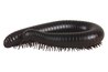 Some centipedes have nearly 200 pairs of legs.