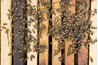 Bees perform a waggle dance to communicate the location of a nest.