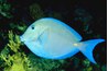 Surgeonfish are primarily vegetarian.