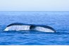 North Atlantic right whales stay near the water's surface.