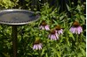 Water complements nectar- and pollen-producing blooms.