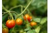 Six crops of tomatoes a year are possible with aeroponics.