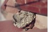Paper wasp nests are exposed and very different than other wasp nests.