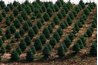 Fir trees require attention to stay within the maturation time line.