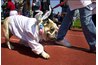 Even dogs like to get into the rabbit act.