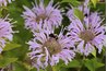 Bee balm's nectar-rich blooms keep bees well fed.