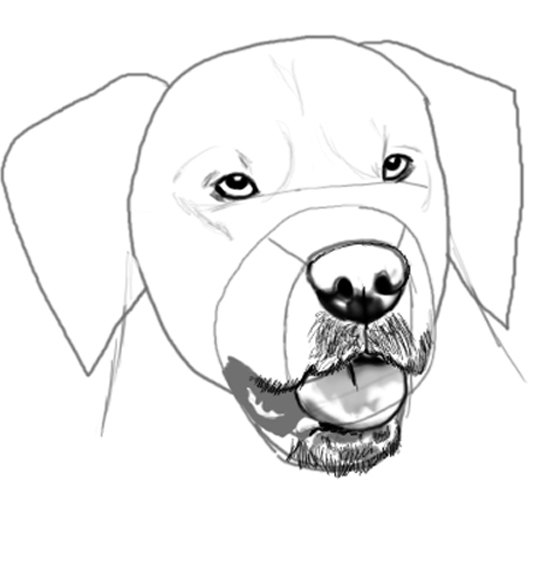 How to Draw a Golden Retriever Face (with Pictures) | eHow