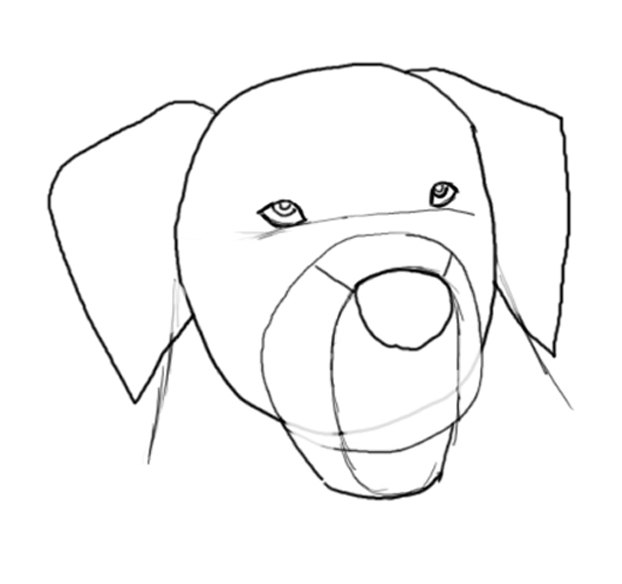 How to Draw a Golden Retriever Face (with Pictures) | eHow