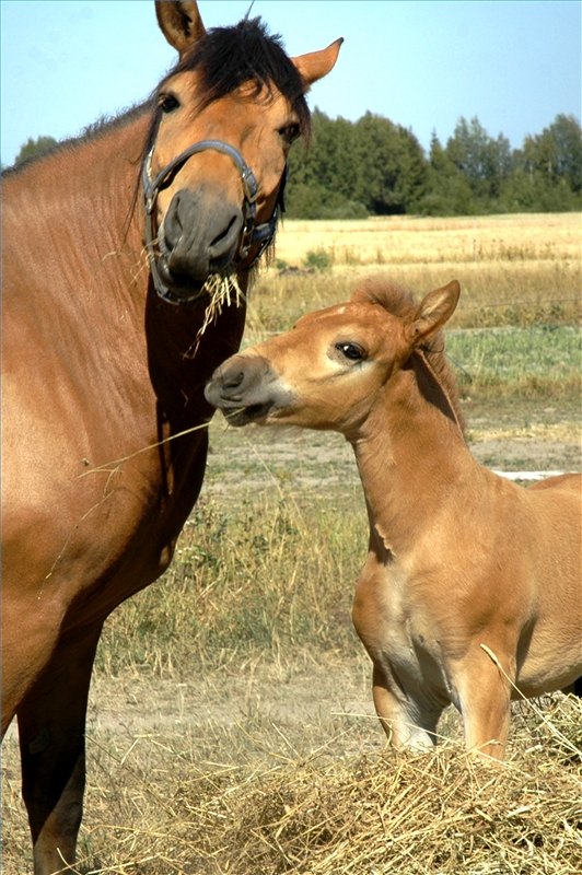 How to Stop a Horse From Biting & Ear Pinning eHow