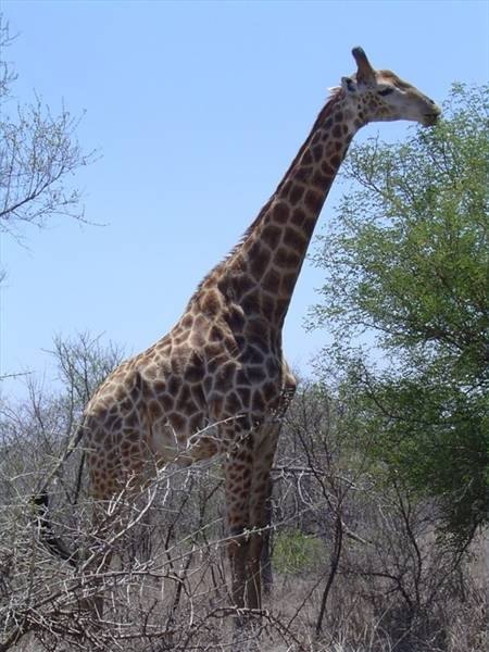 How Do Giraffes Mate?