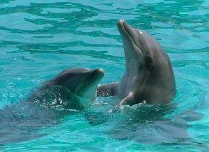 How Do Dolphins Take Care Of Their Young? | EHow