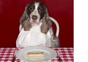 What to Feed a Sick Dog What to Feed a Sick Dog