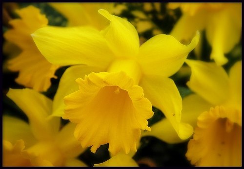 Daffodils