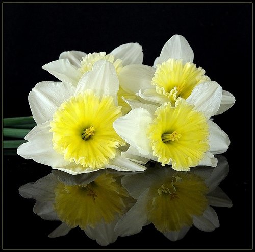 Narcissus