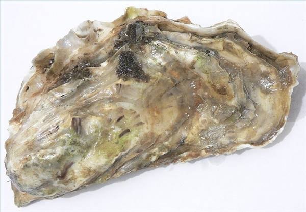 Oyster from Marennes-Oléron, France, David Monniaux, 01/06, Wikicommon