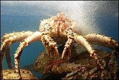 Alaska King Crab, PiscesDreamer, Vancouver, 12/07, Flickrcommons