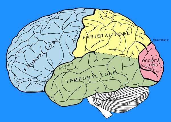 Sections of the Human Brain Sections of the Human Brain