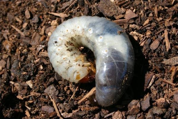 Japanese beetle grub