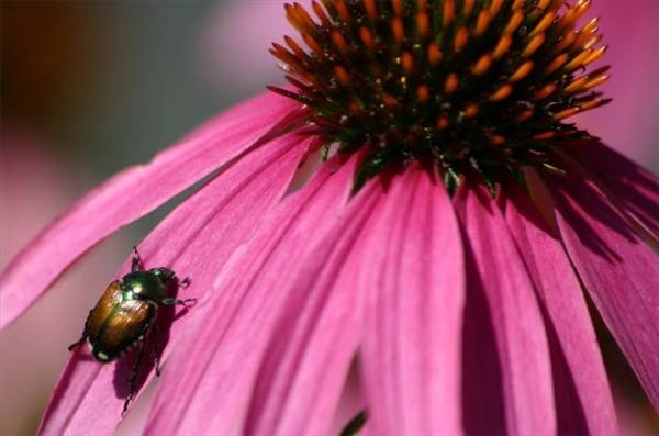 Adult Japanese beetle