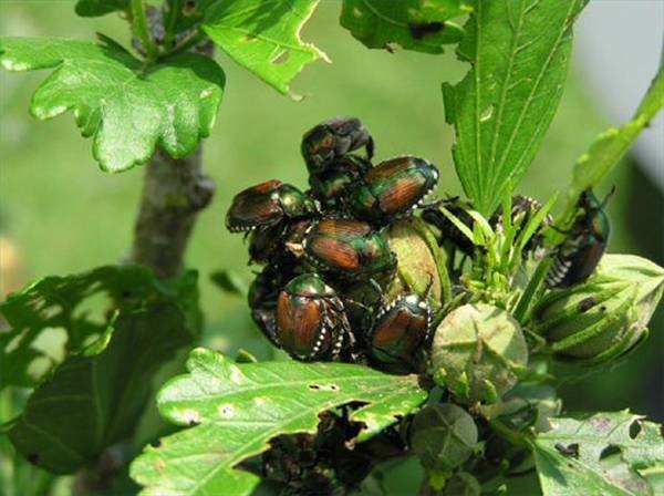 Japanese beetles