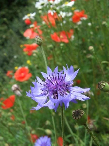 Free your garden from beetle attacks Free your garden from beetle attacks