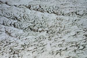 A rough white-washed cement
