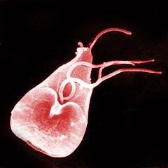 Parasites That Cause Diarrhea Parasites That Cause Diarrhea