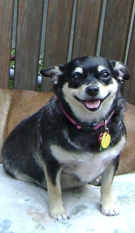 Psoriasis In Dogs With Pictures Ehow