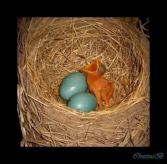 A newly hatched baby robin begs for food next to its unhatched siblings. Christina: Flickr.com