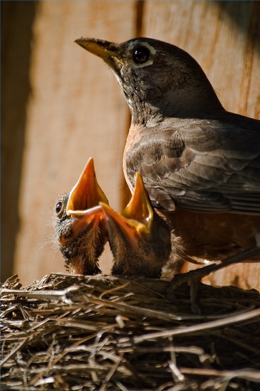 Hungry robin nestlings vie to be fed. franthony: Creativecommons.org