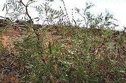 A mesquite tree is a phreatophyte.