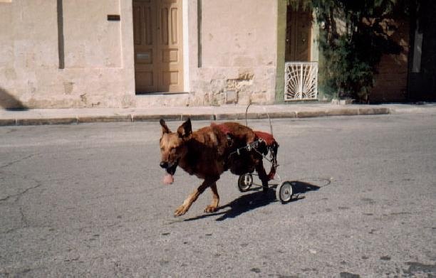 A paralyzed dog