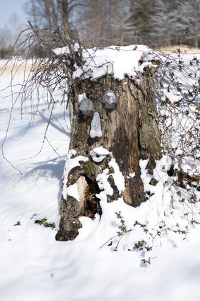 Make sure the tree stumps are level both on the bottom and top before moving.