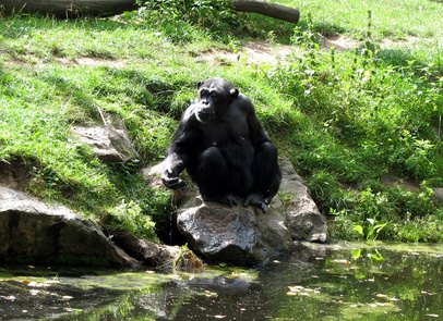 Strength is a necessity to chimpanzees in the wild.