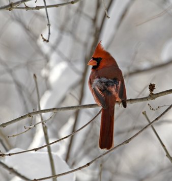 The cardinal was a popular pet until caging it was made illegal.