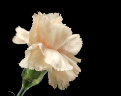 The simple white carnation has positive meanings. The simple white carnation has positive meanings.