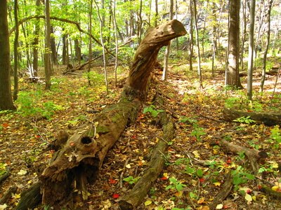 Extreme leaf scorch can result in a tree dying and having to be chopped down