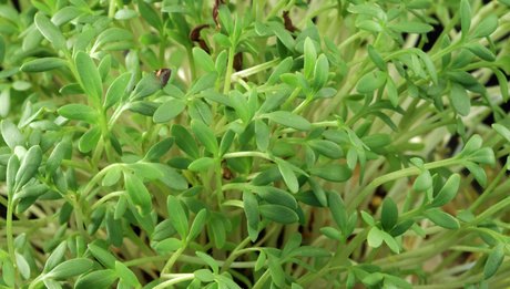 cress